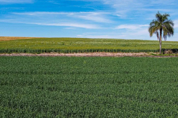 Foto: Roberto Dziura Jr/AEN