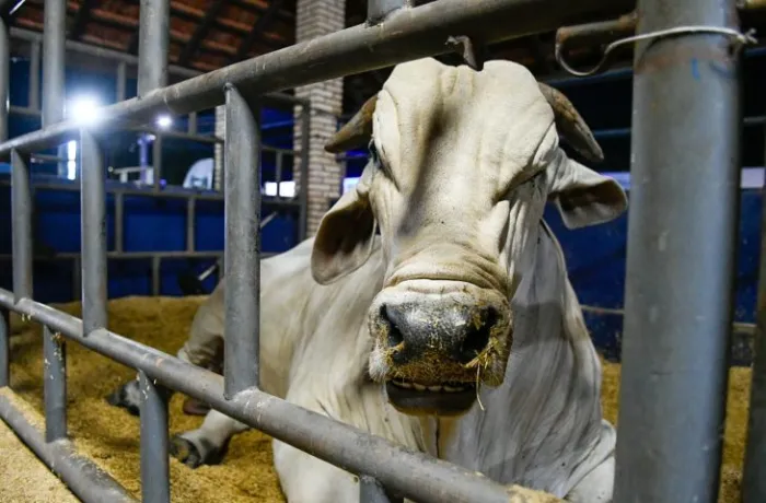 Marco histórico: MS recebe status de área livre de aftosa apto para ampliar mercados da carne