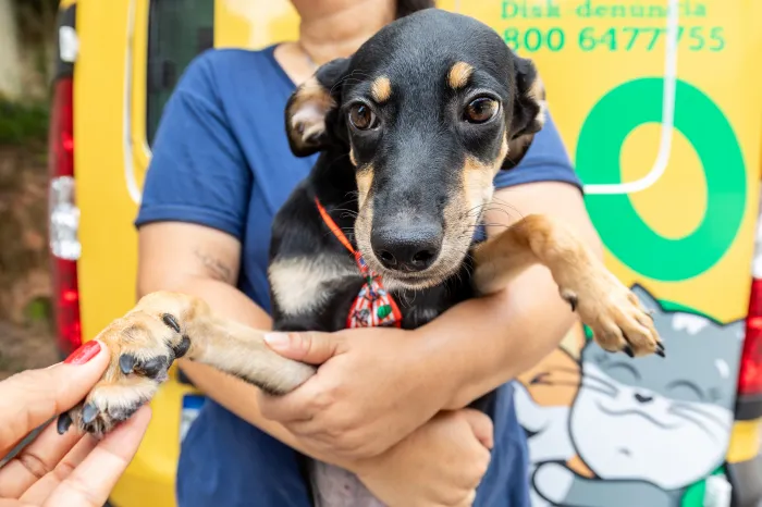 Saúde de Cuiabá realiza “Dia D” da Vacinação Antirrábica no próximo sábado