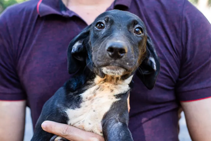 Saúde de Cuiabá realiza “Dia D” de Vacinação Antirrábica neste sábado