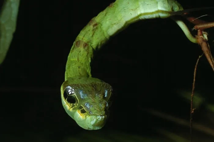 Conheça as lagartas que se disfarçam de serpentes para afastar predadores