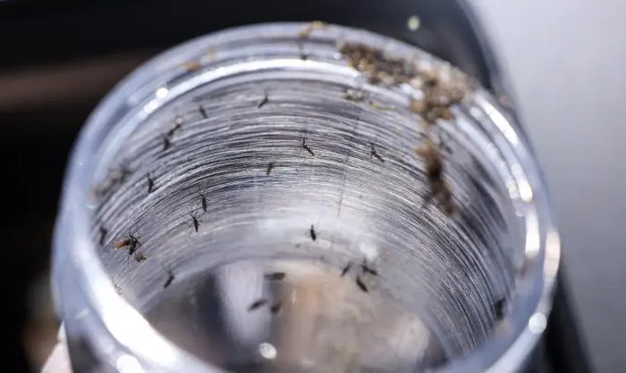 Ministério da Saúde intensificará mobilização contra dengue no Brasil